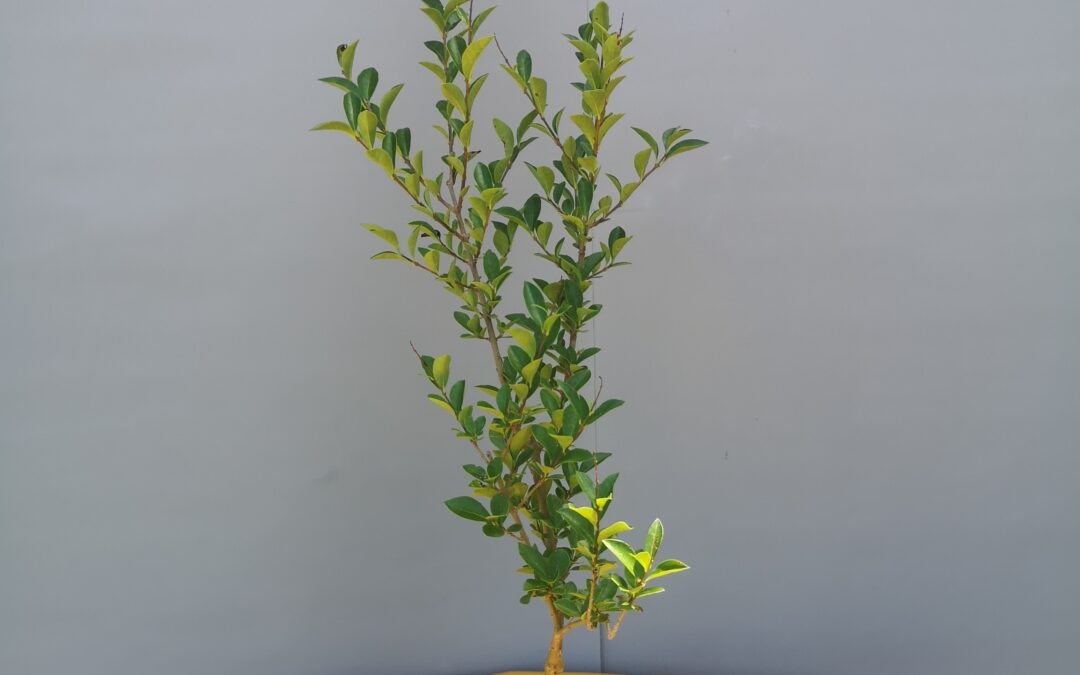 Ligustrum ovalifolium