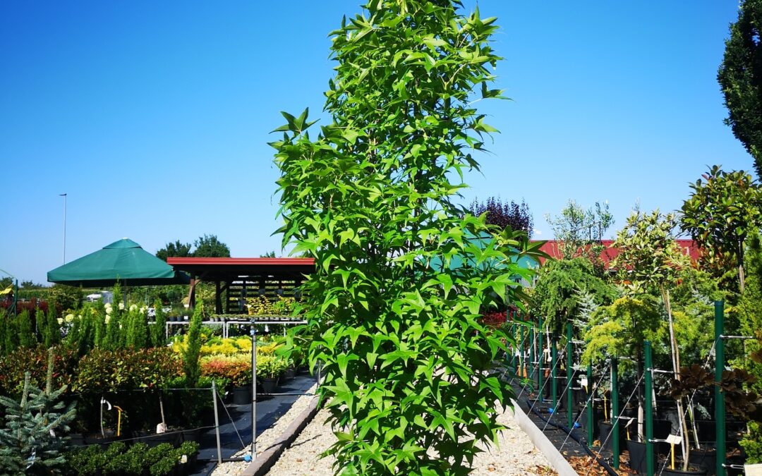 Liquidambar styr. Fastigiata