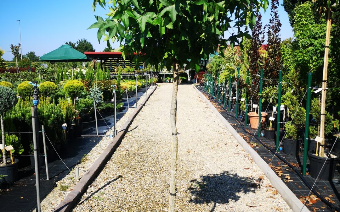 Liquidambar styraciflua Gum Ball