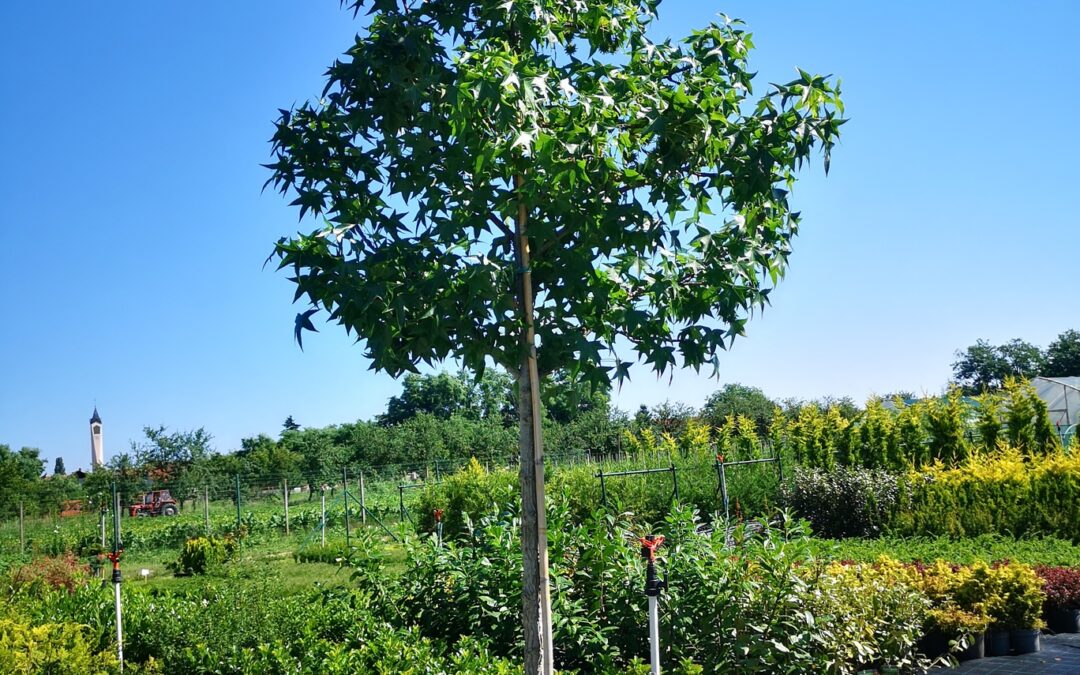 Liquidambar styraciflua