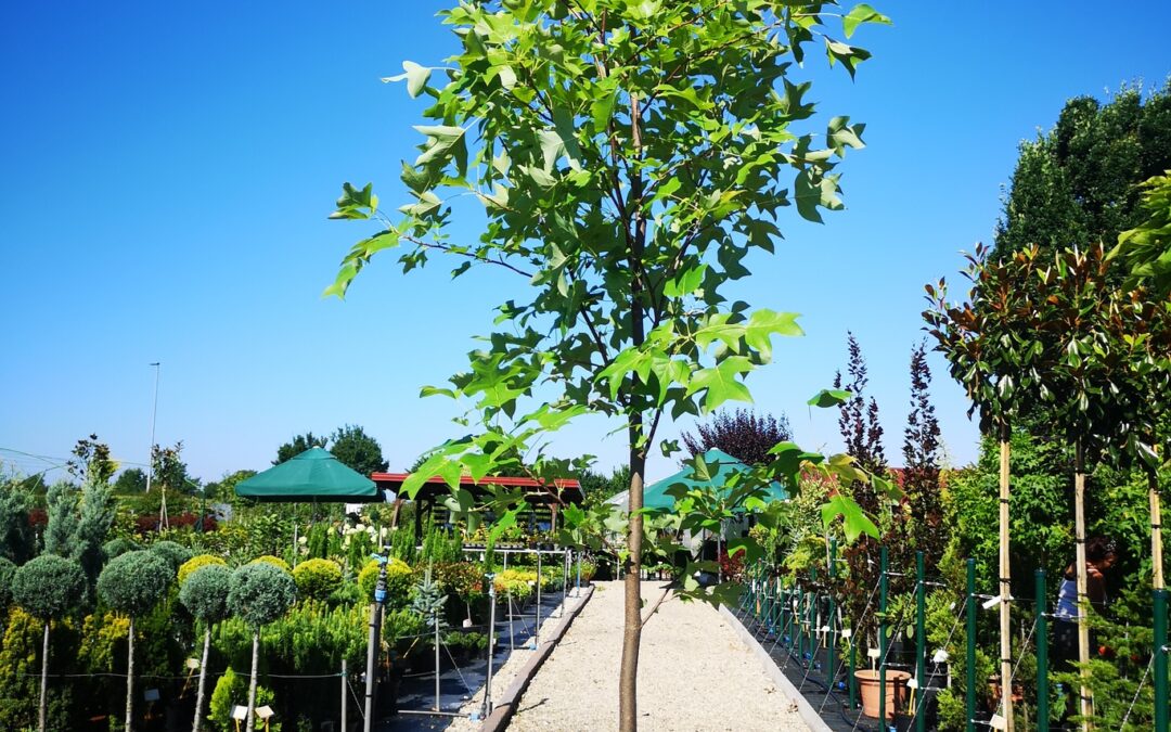 Liriodendron tulipifera