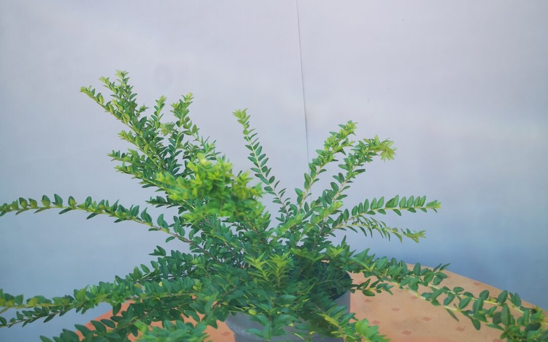 Lonicera nitida