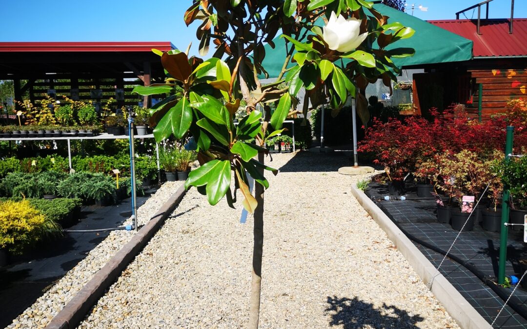 Magnoli grandiflora stamm 160 cm