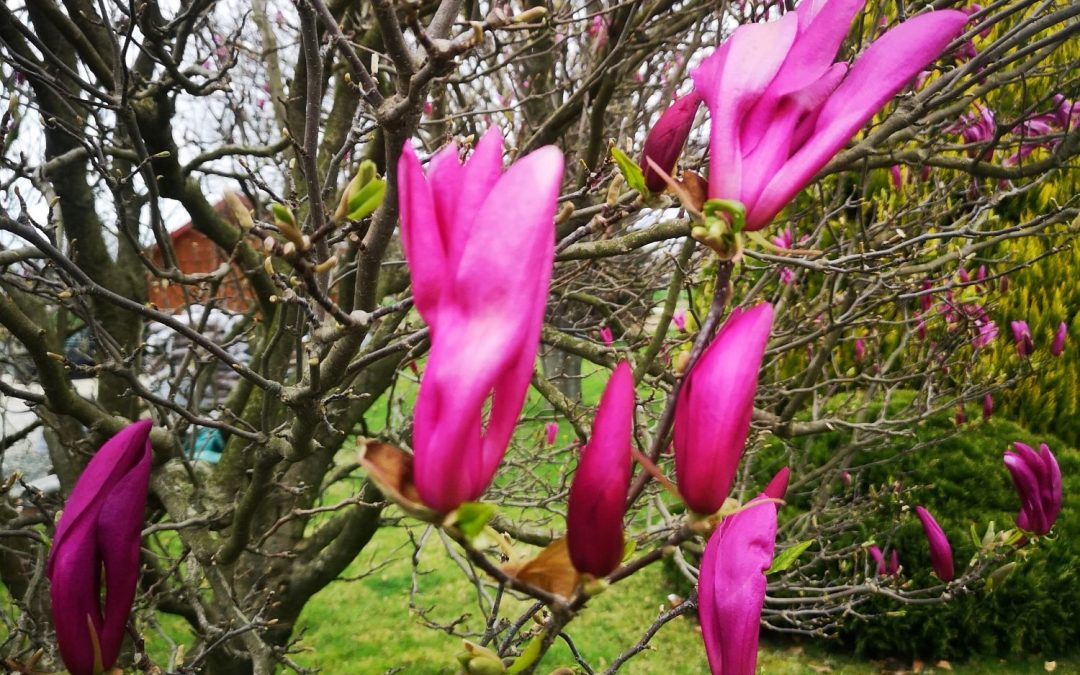 Magnolia Susan