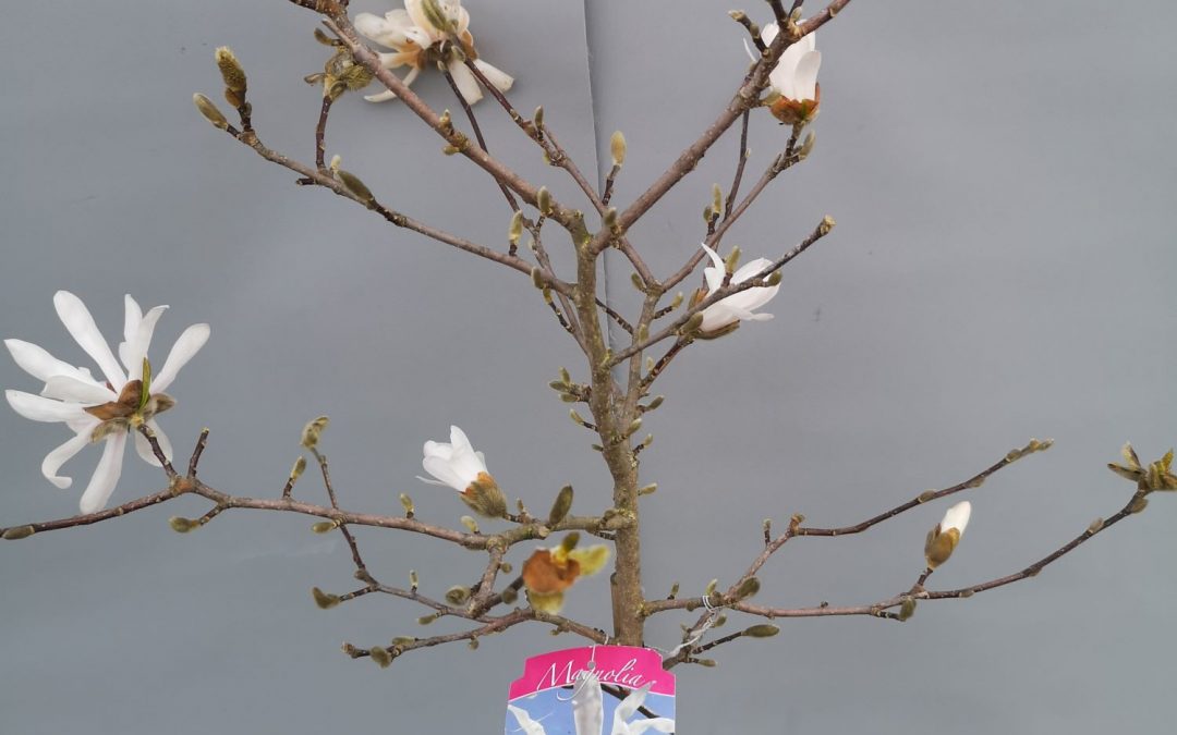 Magnolia Stellata