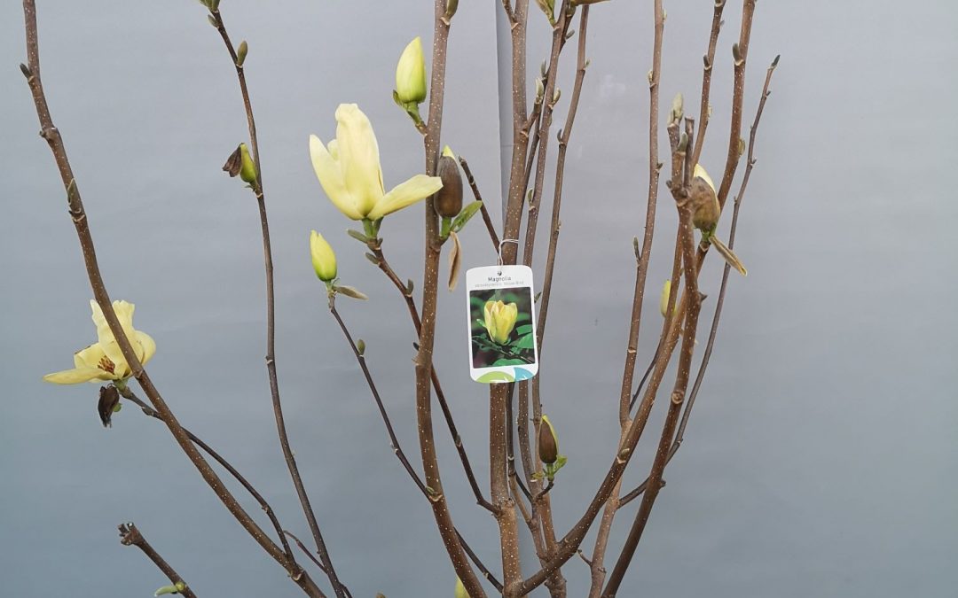 Magnolia  yellow bird