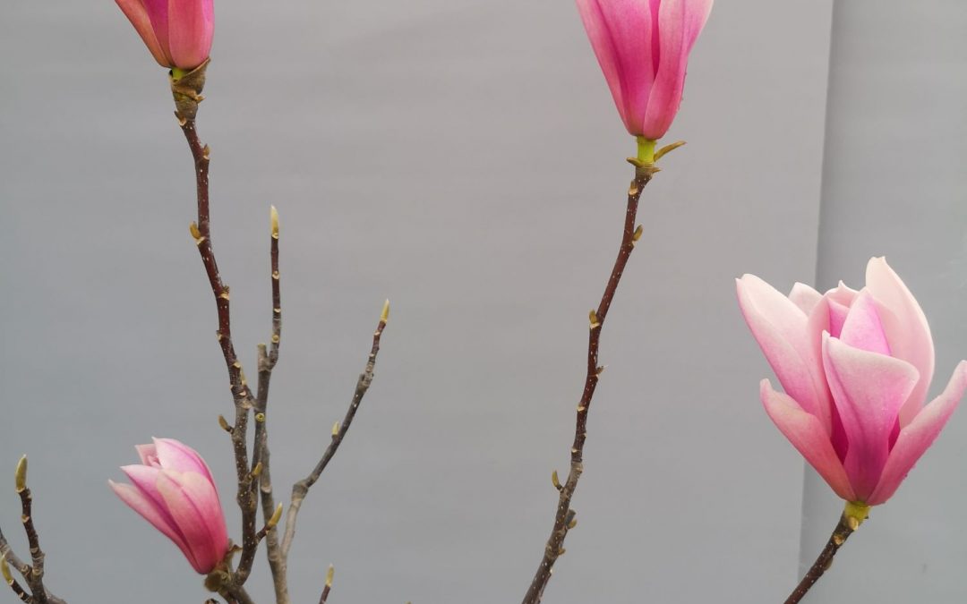 Magnolia liliflora