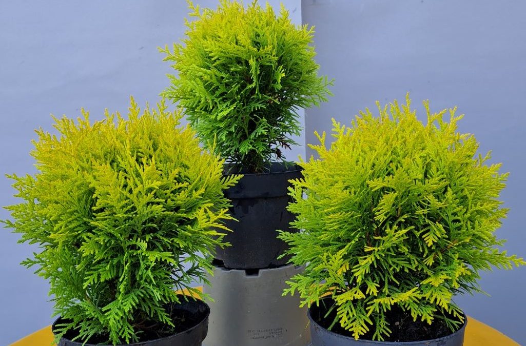Thuja occ. Miriam