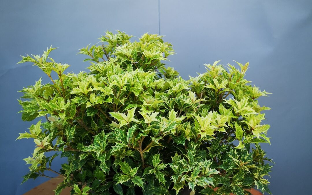 Osmathus Goshiki