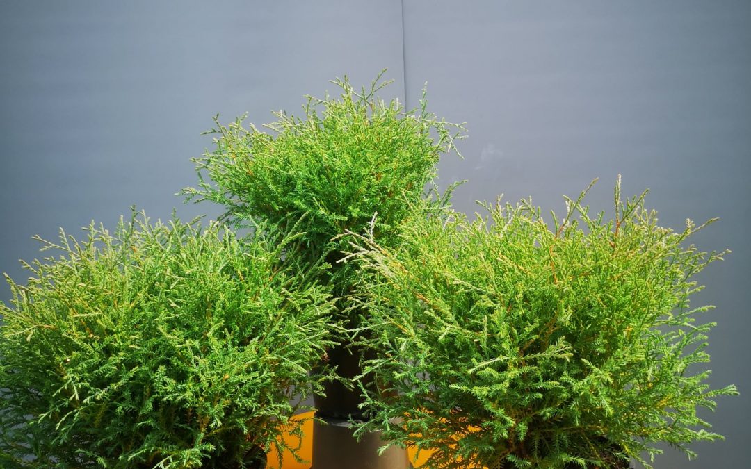 Thuja Mr. Bowling Ball