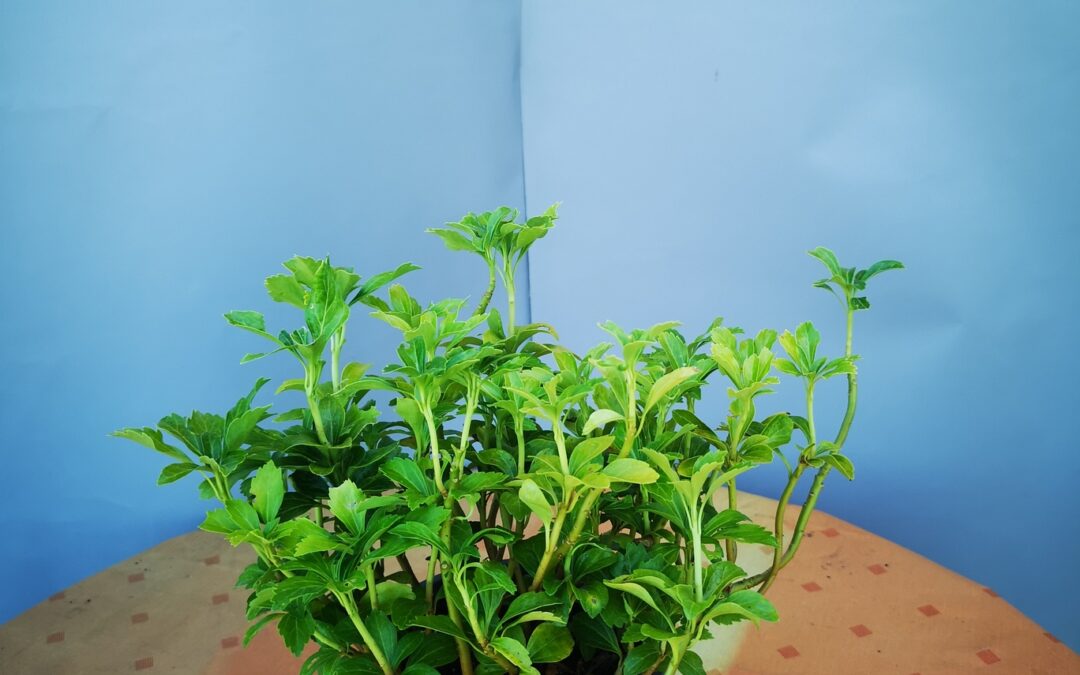Pachysandra