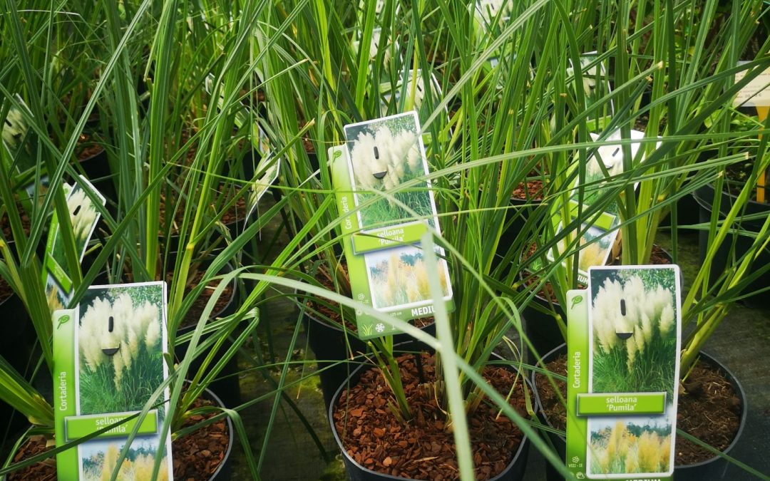 Cortaderia selloana