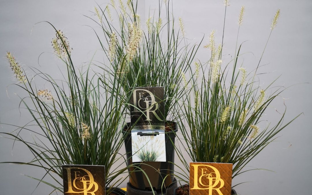 Pennisetum little bunny