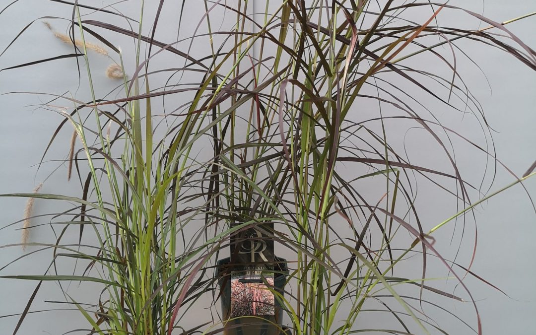 Pennisetum rubrum
