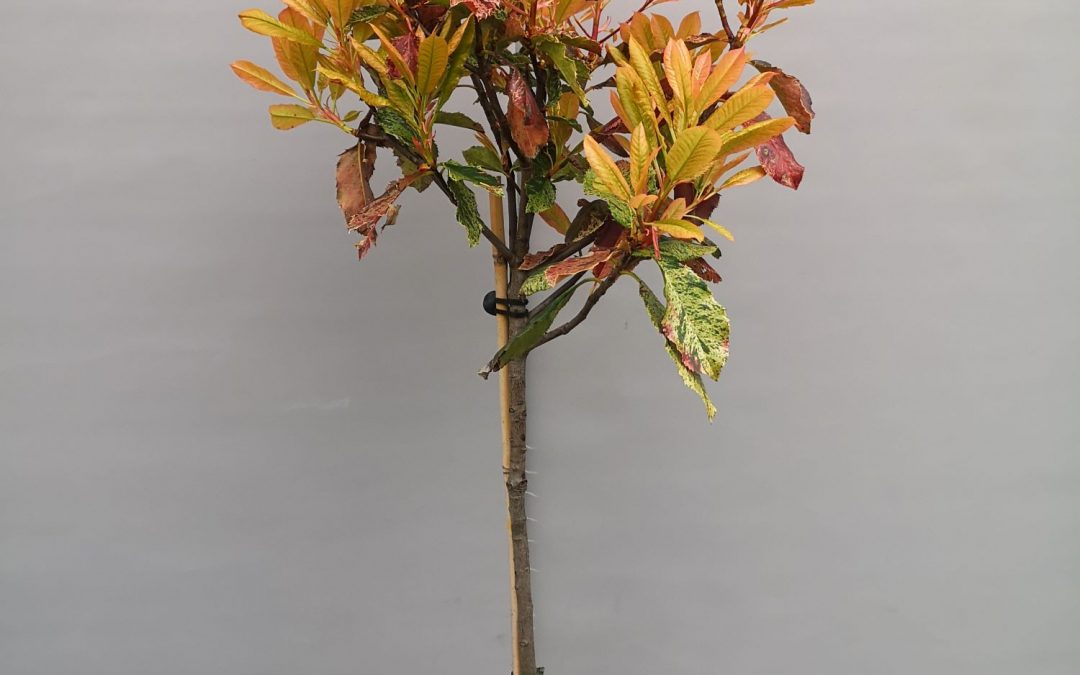 Photinia Pink Crispy stamm