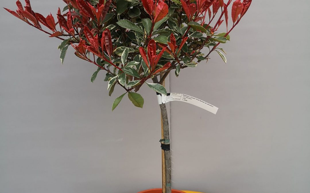 Photinia Pink Marble stamm