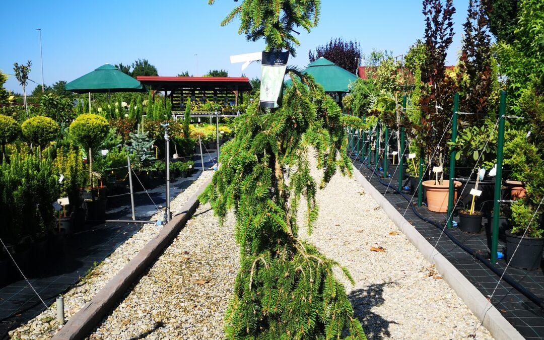 Picea Abies Inversa
