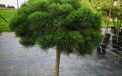 Pinus nigra Brevifolia