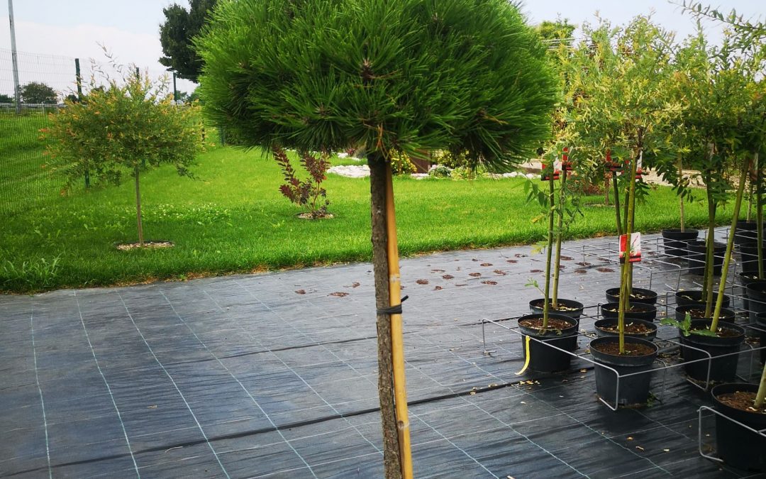 Pinus nigra Marie Bregon