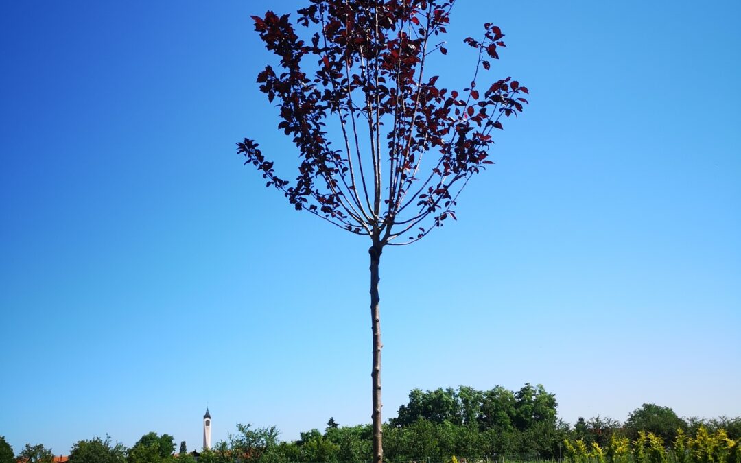 Prunus cerr. Nigra