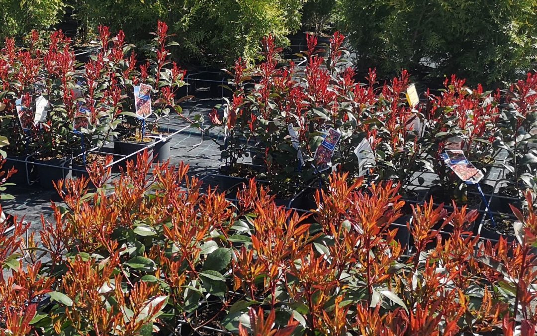 Photinia fr. Red Robin