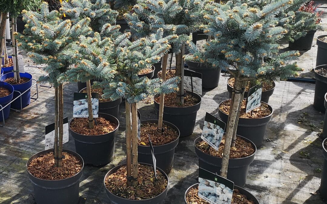 Picea Pungens Glauca