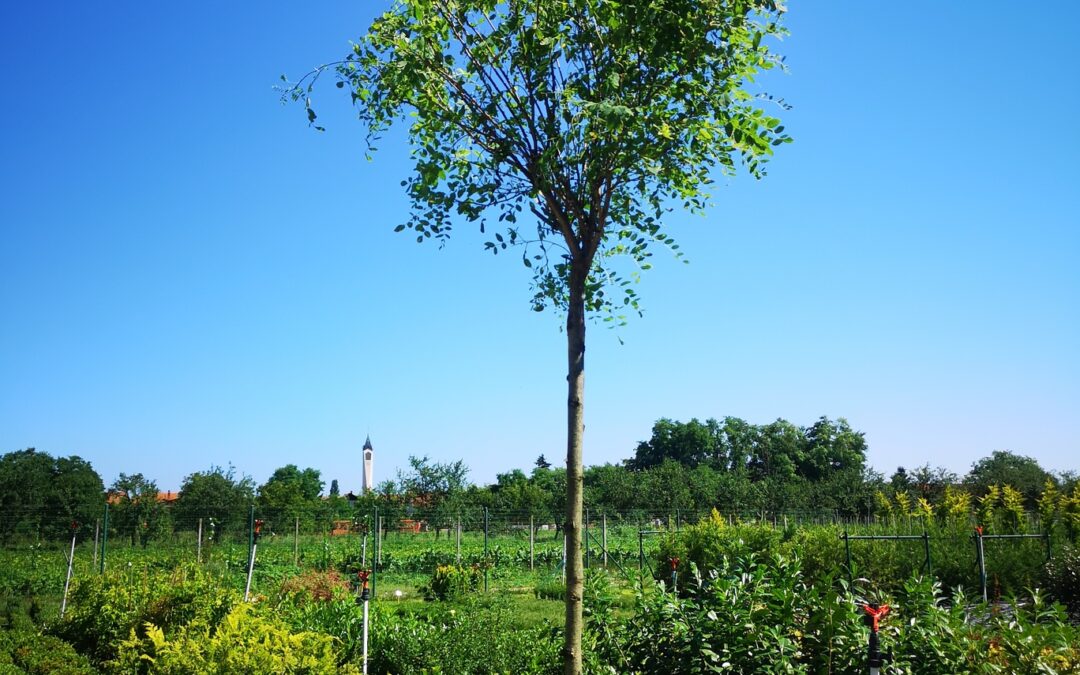 Robinia pseudoacc. Umbraculifera