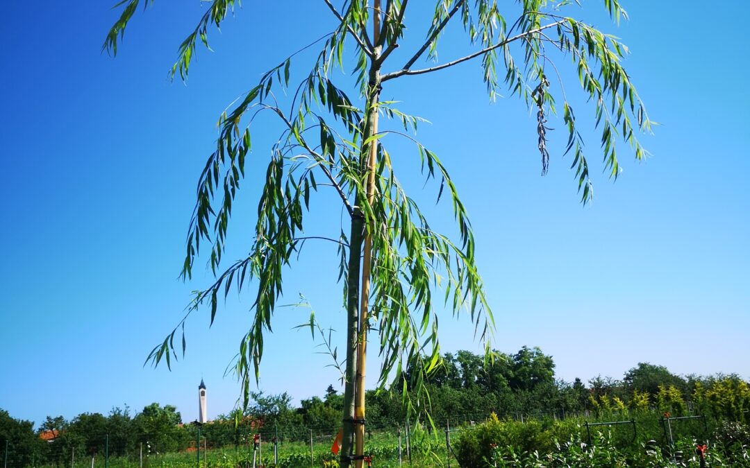 Salix Babylonica