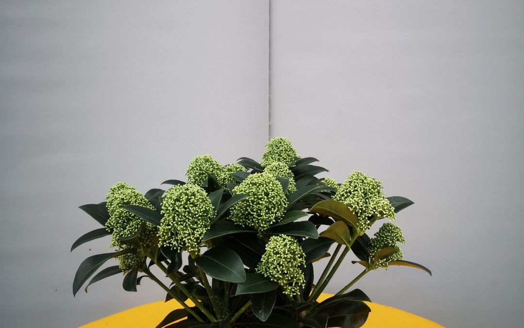 Skimmia jap. White Globe