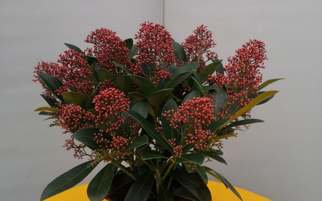 Skimmia jap. Rubella dark red