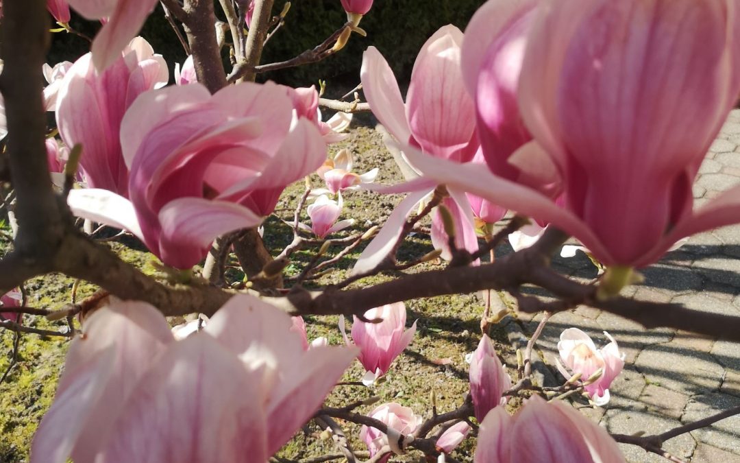 Magnolia Soulangiana
