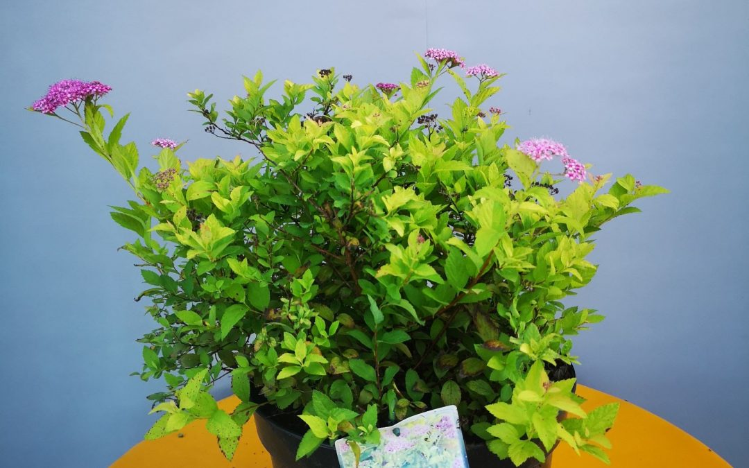 Spiraea golden princess