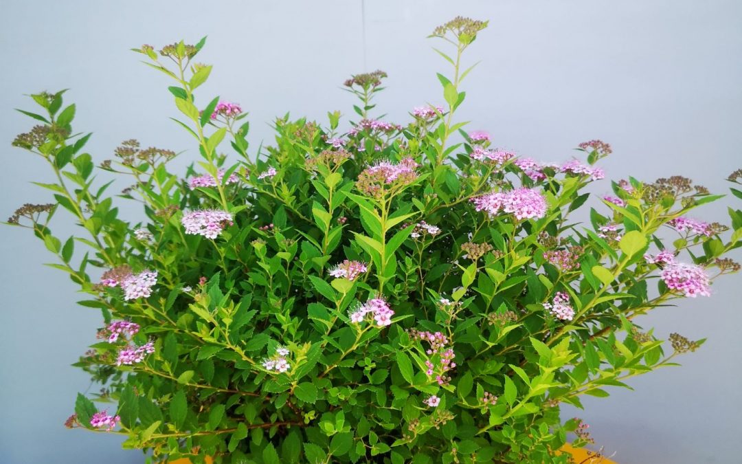 Spiraea little princess