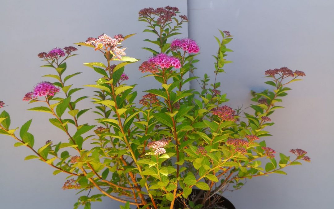 Spiraea manon