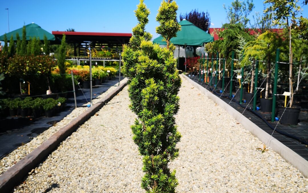 Taxus bacc. Fastigiata aurea