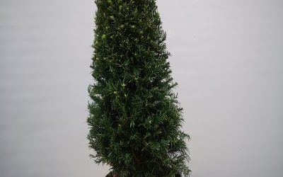 Taxus bacc. cone