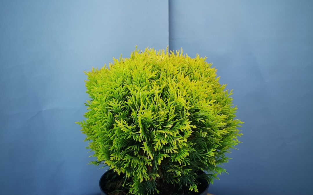 Thuja occ. Anna magic ball