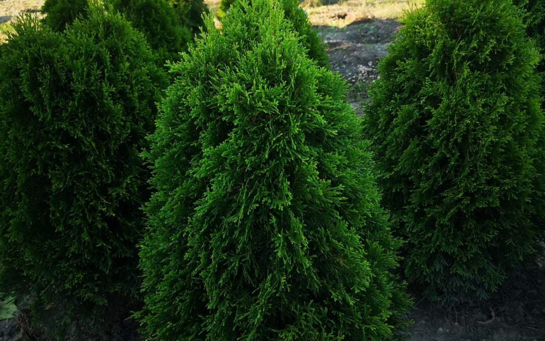 Thuja occ. Smaragd