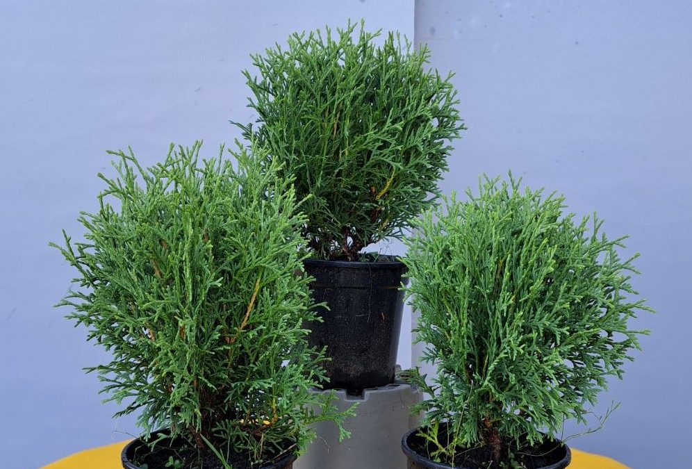 Thuja occ. Tiny Tim