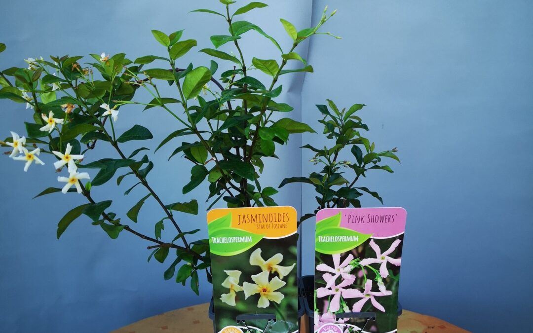 Trachelospermum jasminoides