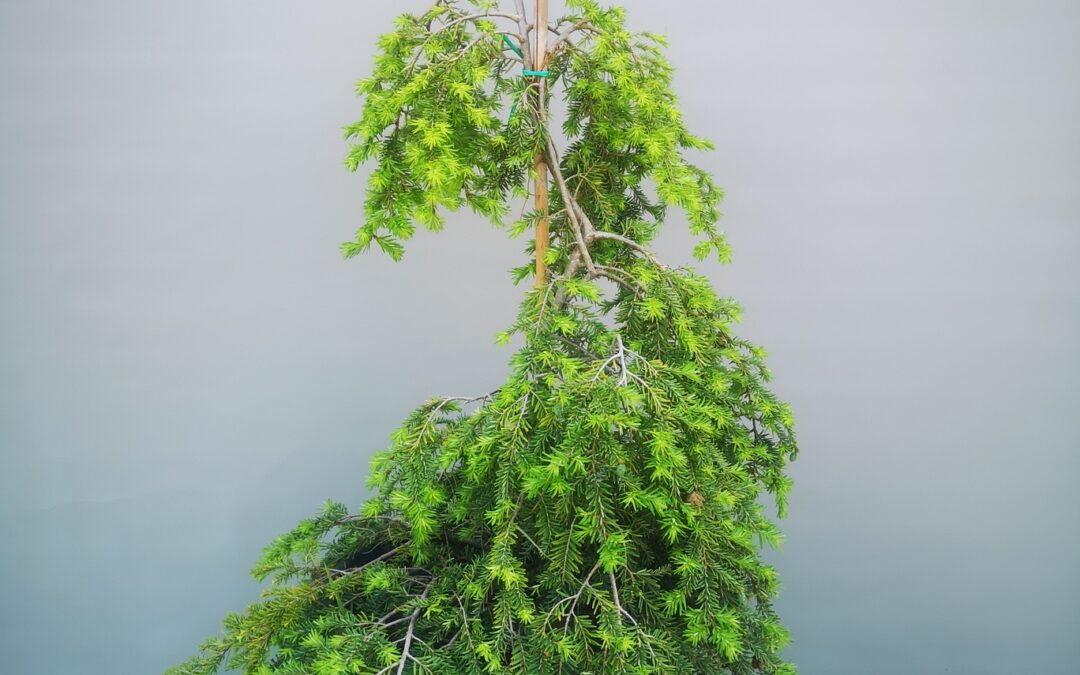 Tsuga Canadensis