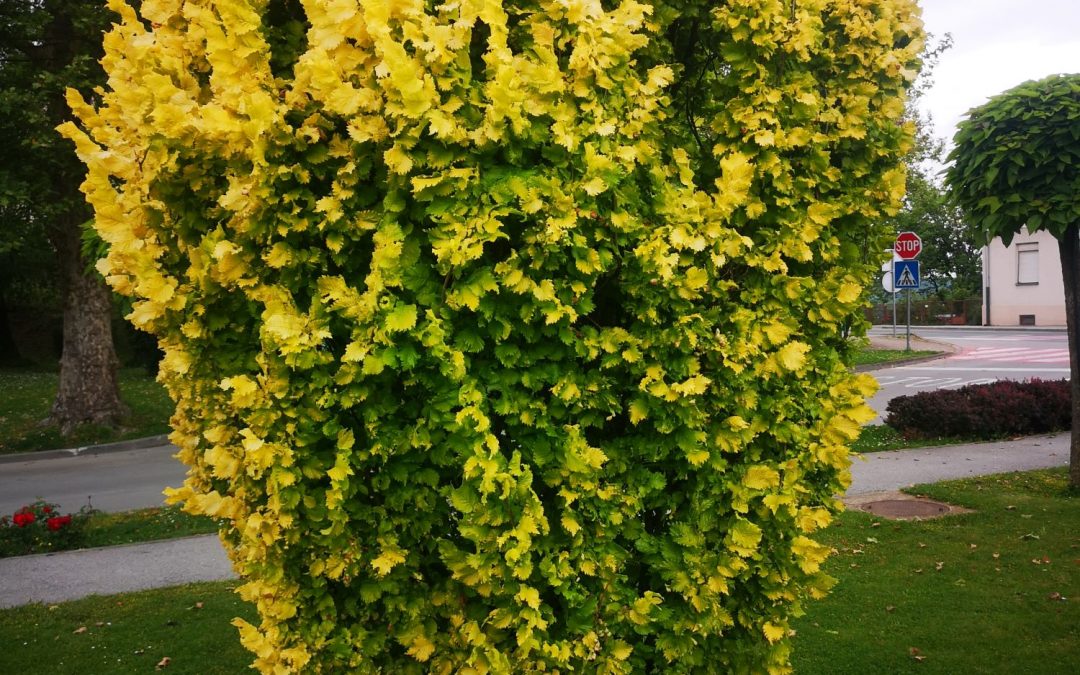 Ulmus glabra fastigiata