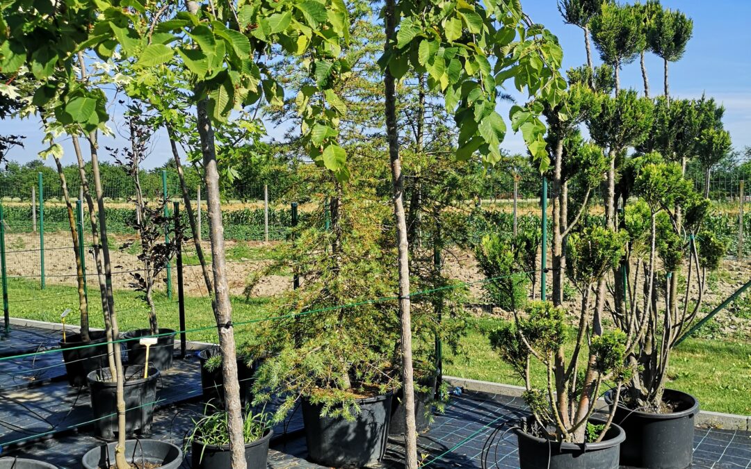 Ulmus glabra pendula