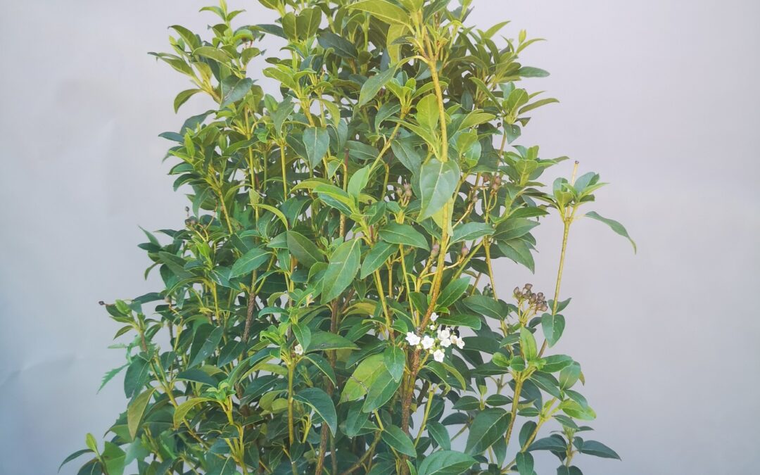 Viburnum Tinus Eva Price
