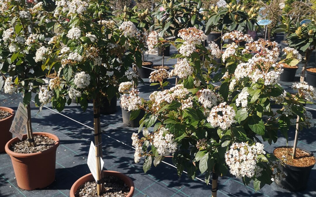Viburnum Tinus Eve Price stamm