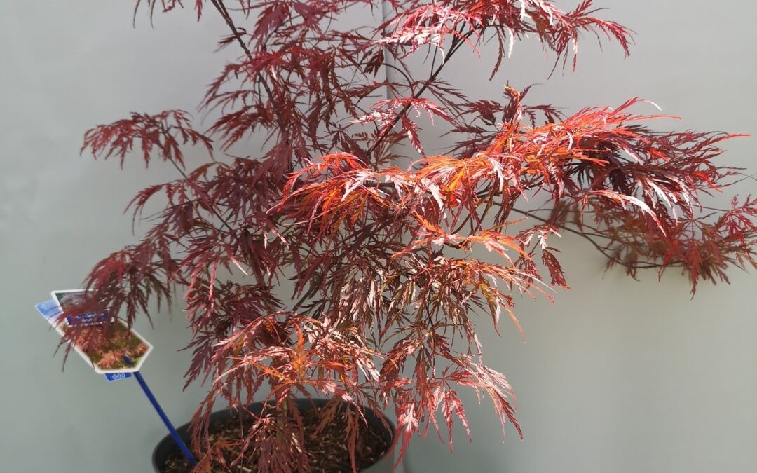 Acer pal. Dissectum Garnet