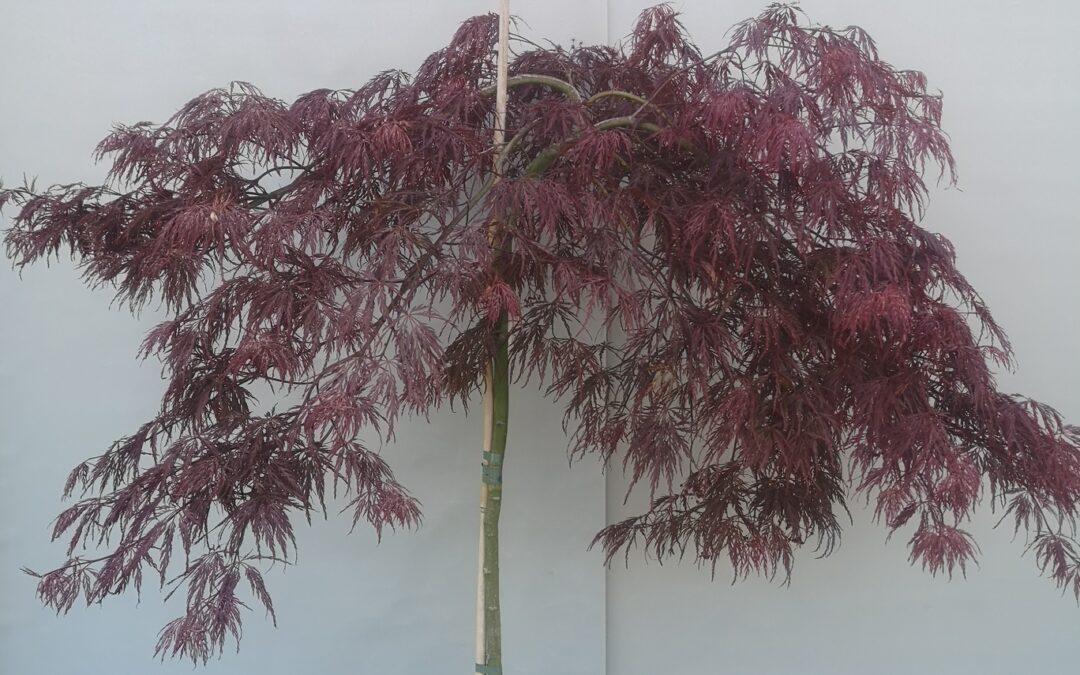 Acer pal. Dissectum Garnet stamm