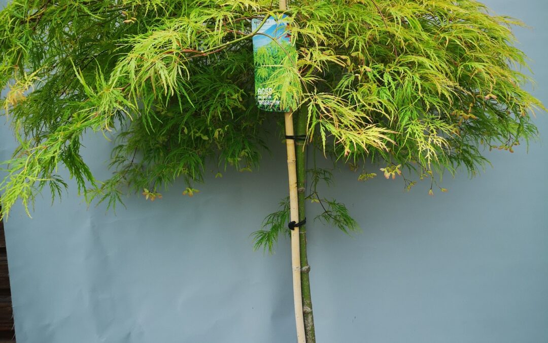 Acer pal. Dissectum stamm 100 cm