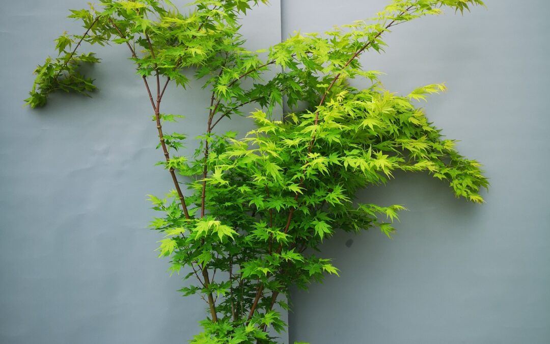 Acer pal. Going Green