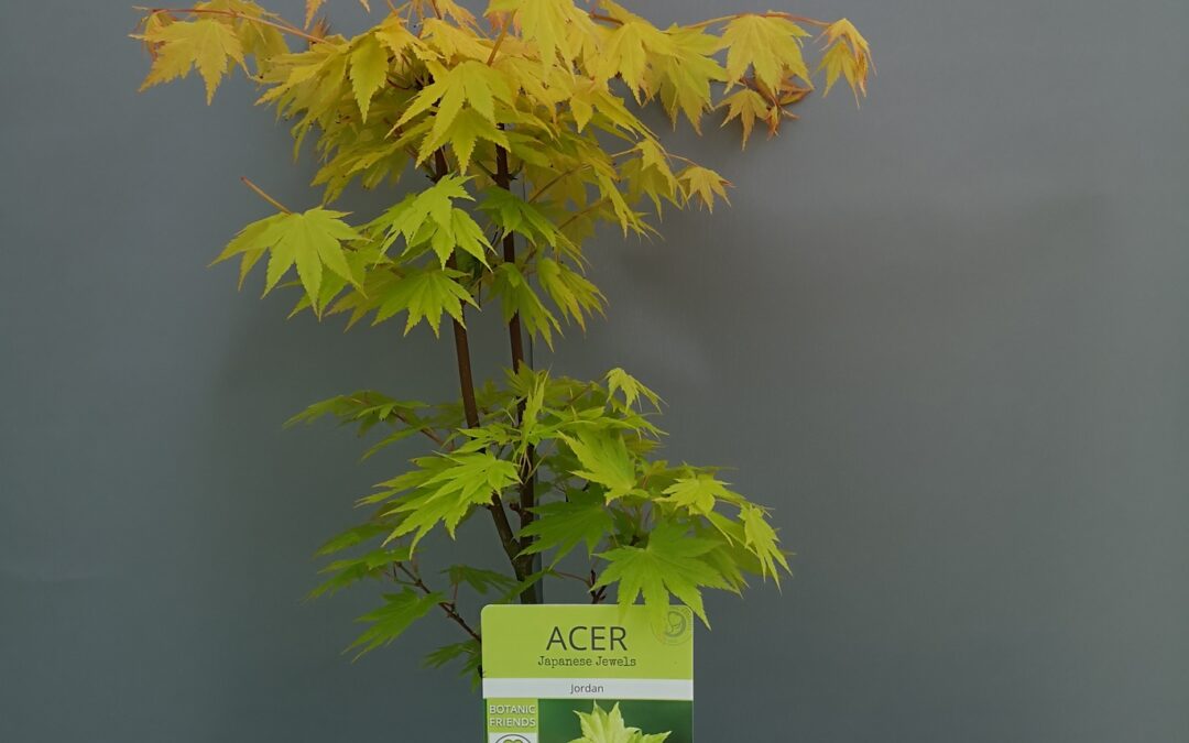 Acer Shirasaweanum Jordan